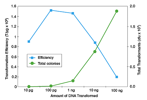 DNA Effects on Transformation Efficiency and Colony Output: