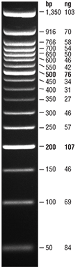 50 bp DNA Ladder | NEB