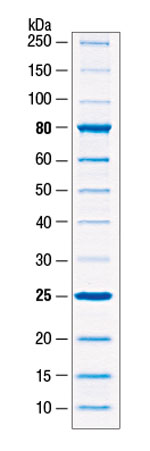 protein ladder kda neb 250 range broad unstained sds gel tris glycine load spectra thermo multicolor scientific categories standards laemmli
