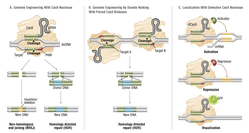 CRISPR/Cas9 & Targeted Genome Editing: New Era in Molecular Biology | NEB