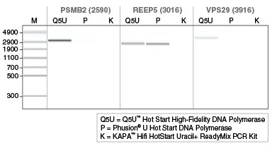Q5U® Hot Start High-Fidelity DNA Polymerase | NEB