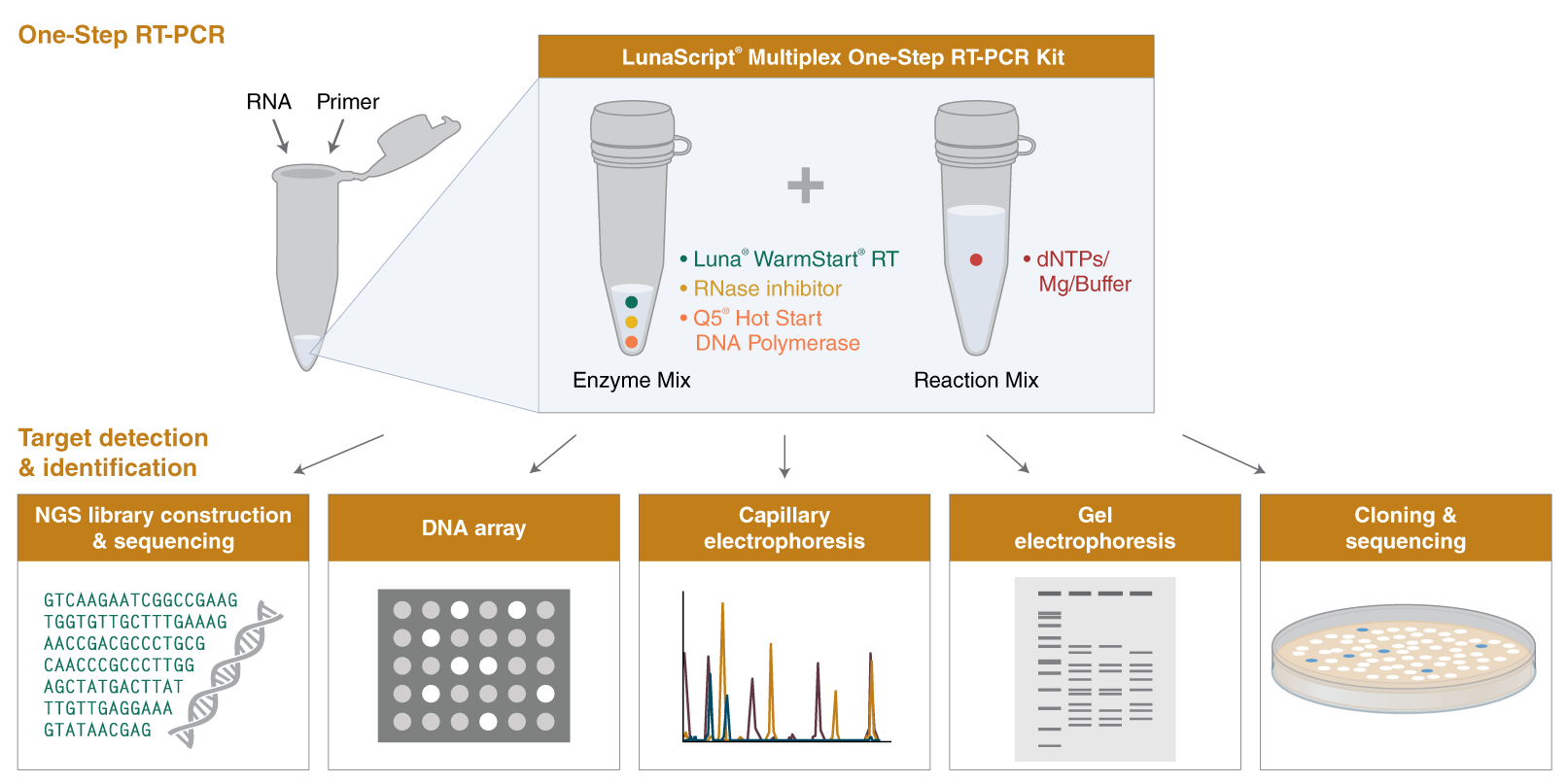 LunaScript® Multiplex One-Step RT-PCR Kit | NEB