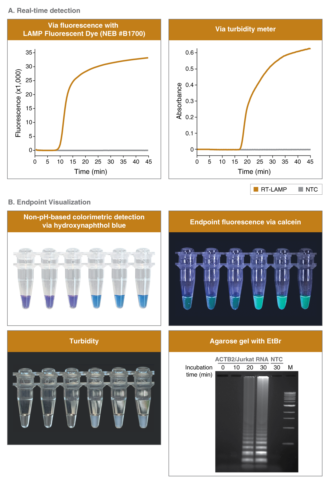 WarmStart® LAMP Kit (DNA & RNA) | NEB