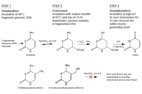 Enzymatic Methyl-seq: The Next Generation of Methylome Analysis | NEB
