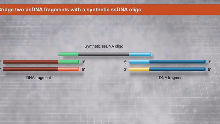 NEBuilder® HiFi DNA Assembly | NEB