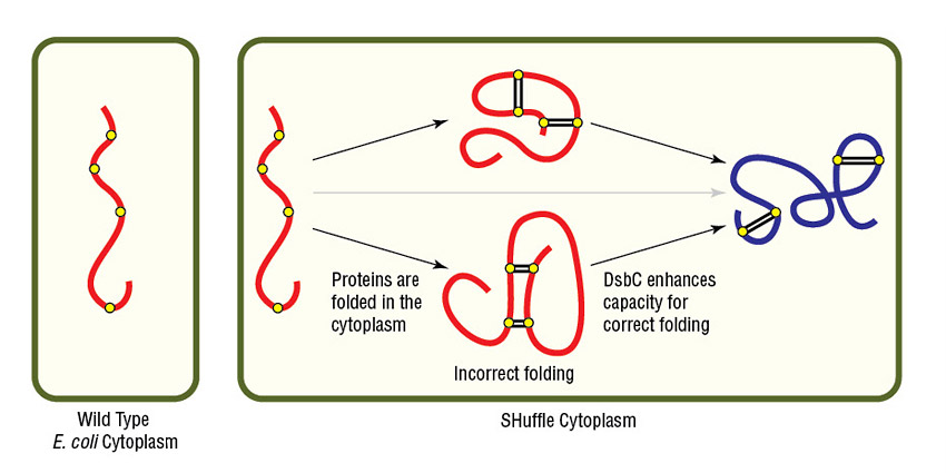 Avoid Common Obstacles in Protein Expression NEB