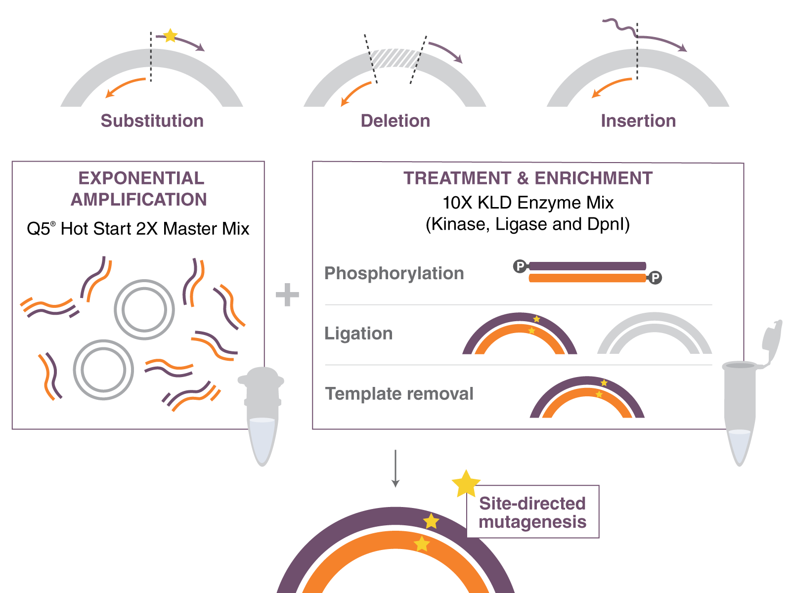Mutate with Confidence! Tips and tools for successful site-directed  mutagenesis experiments | NEB