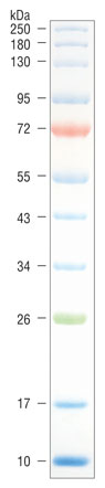 Color Prestained Protein Standard, Broad Range (10-250 kDa) | NEB