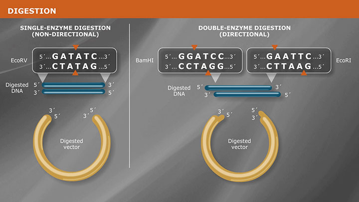 restriction enzymes digestion