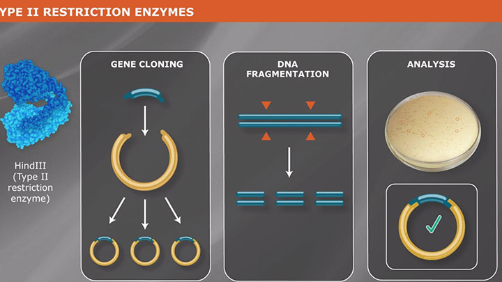restriction enzymes digestion