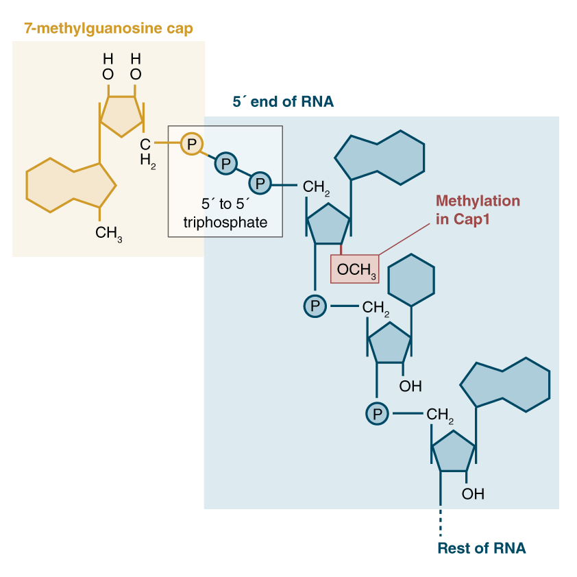 mRNA Capping | NEB