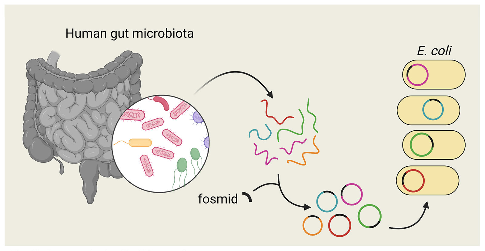Diagram of human gut microbiota and genetic analysis using fosmid vectors and E. coli.