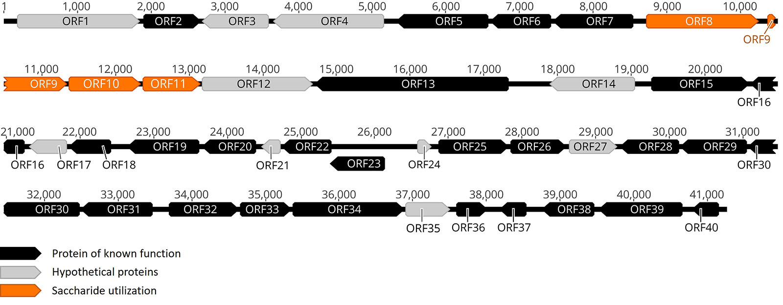 Genomic map of a metagenomic fosmid clone with various ORFs highlighted.