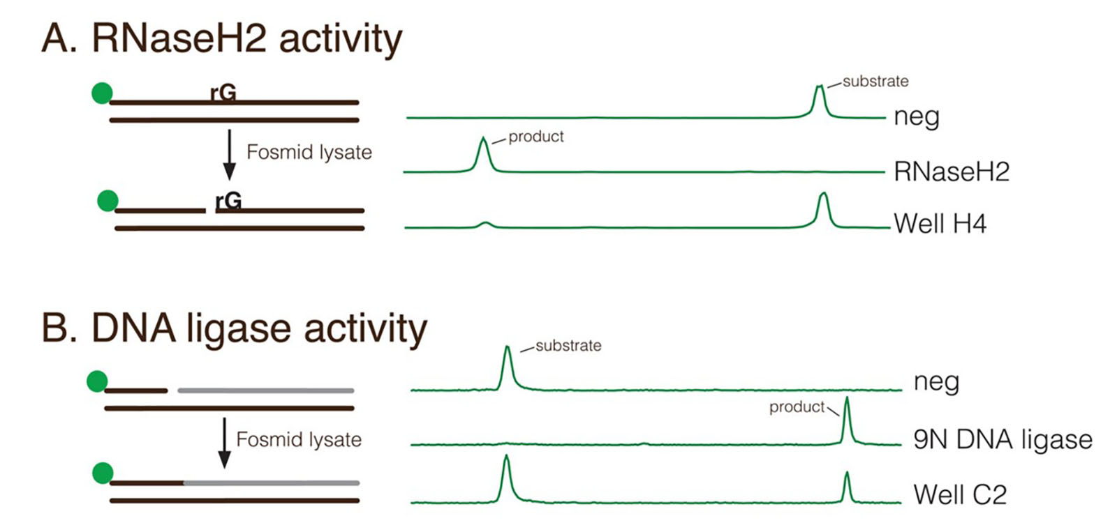 Diagrams showing RNaseH2 and DNA ligase activity assays