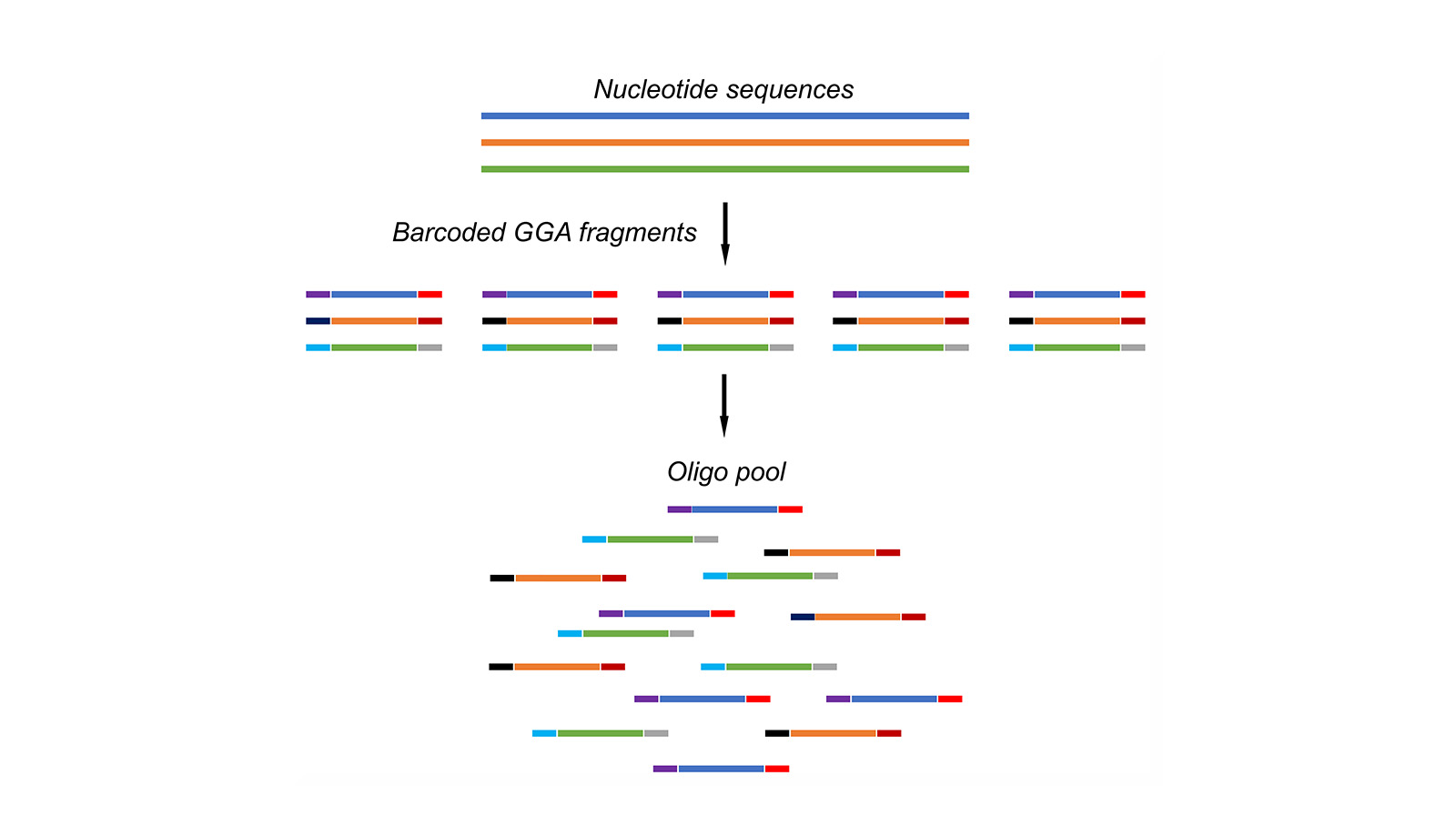 The image shows nucleotide sequences turned into barcoded fragments, which are then combined into an oligo pool.