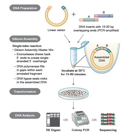 An Overview Of Gene Cloning