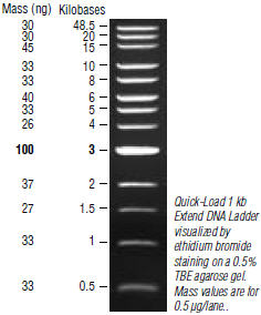Quick-Load® 1 kb Extend DNA Ladder | NEB