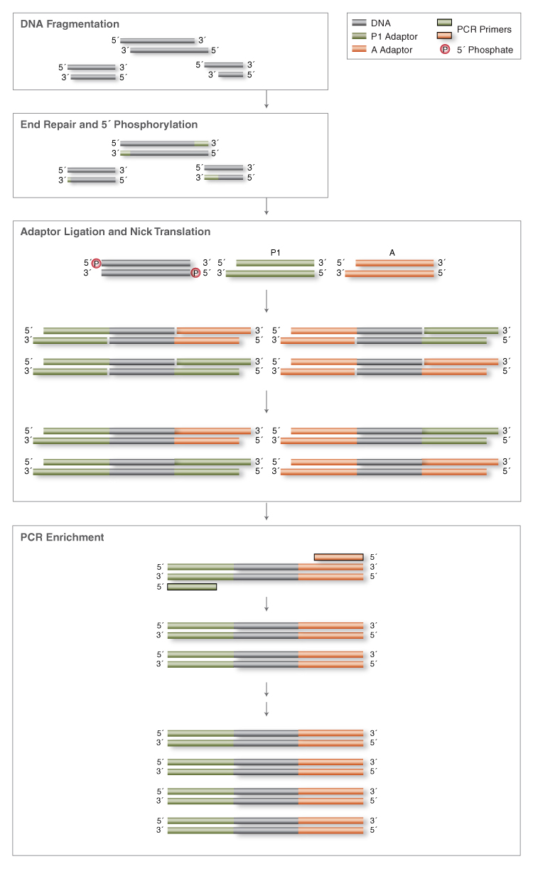 NEBNext® Fast DNA Fragmentation & Library Prep Set for Ion Torrent