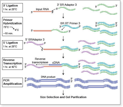 NEBNext® Multiplex Small RNA Library Prep Set for SOLiD™ (Set 1) | NEB
