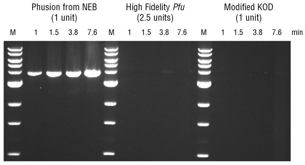Phusion® High-Fidelity DNA Polymerase | NEB