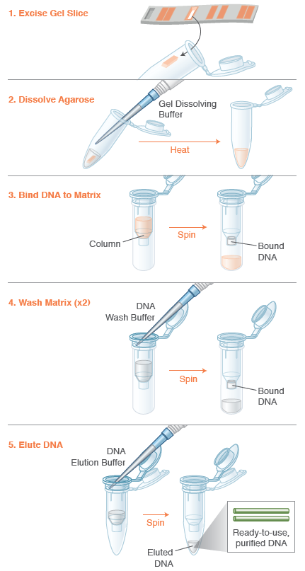 Monarch® DNA Gel Extraction Kit | NEB