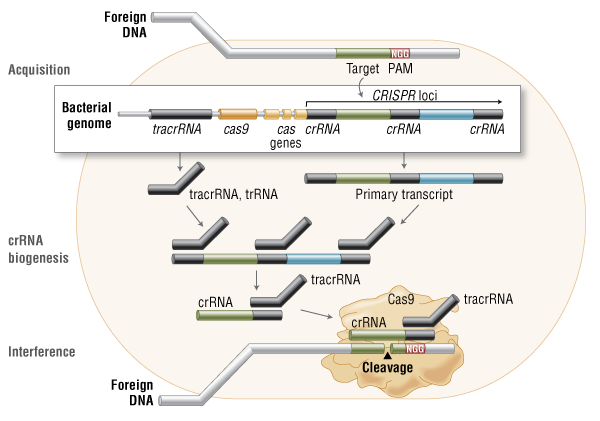 CRISPR/Cas9 & Targeted Genome Editing: New Era in Molecular Biology | NEB