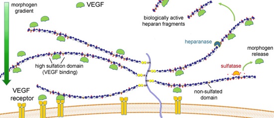 Analysis of Heparin/HS | NEB