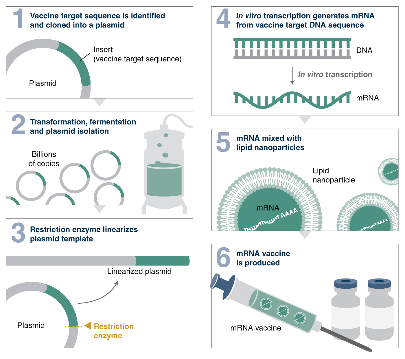 8 tips to follow when choosing a restriction enzyme for in vitro mRNA  transcription for vaccine production | NEB