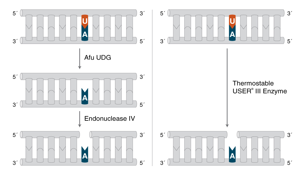 Thermostable USER® III Enzyme | NEB