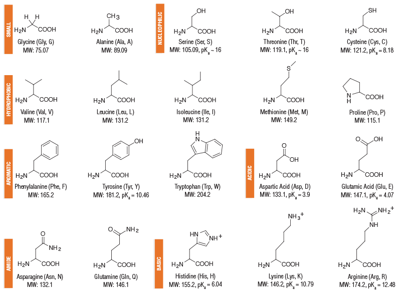 Amino Acid Structures | NEB