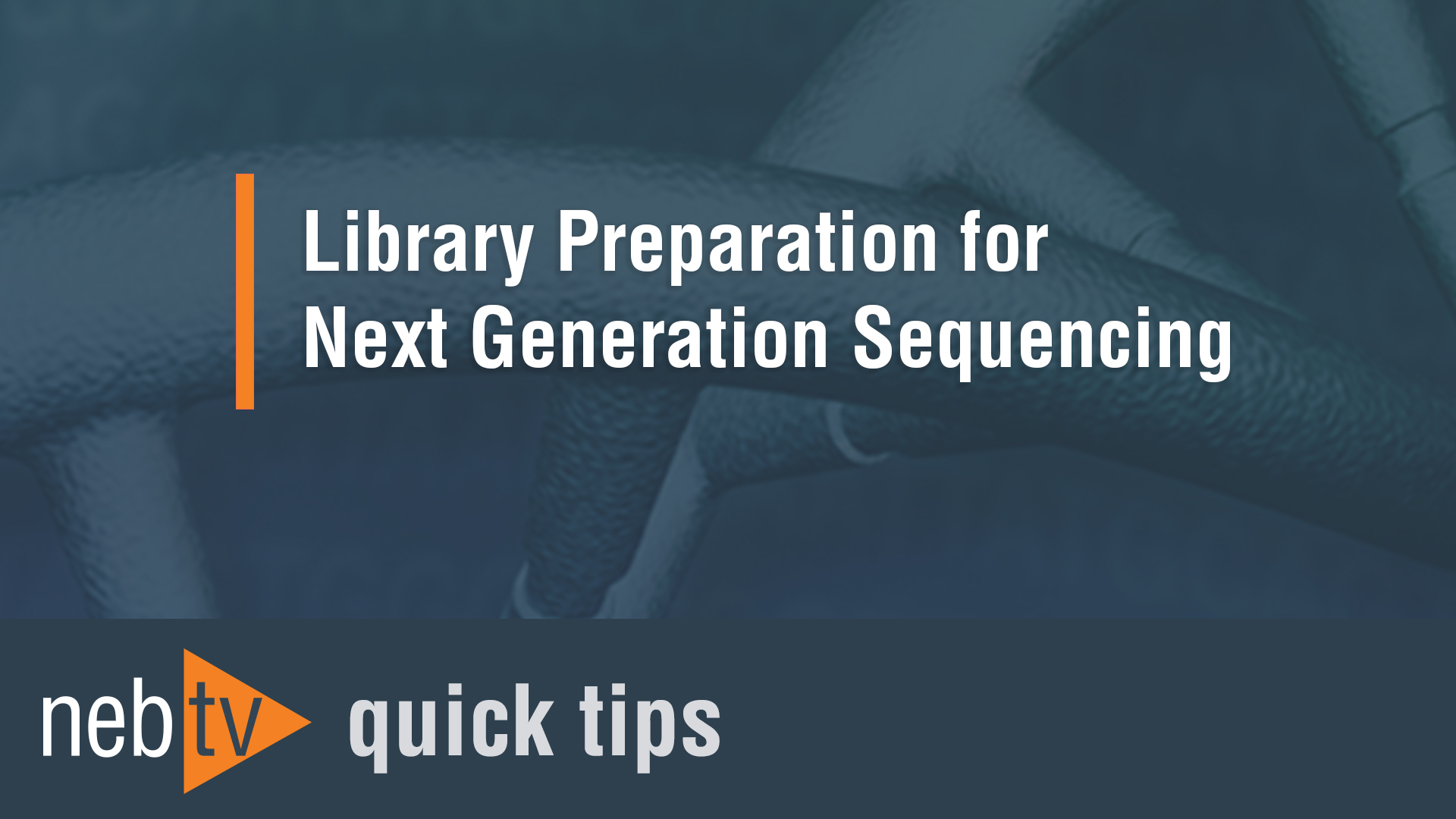 NEBNext® Multiplex Oligos for Illumina® (96 Unique Dual Index 