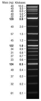 1 kb Plus DNA Ladder | NEB