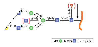 Rapid PNGase F (non-reducing format)