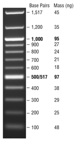 100 bp DNA Ladder | NEB