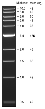 1 kb DNA Ladder | NEB