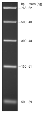 PCR Marker | NEB